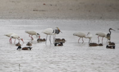 White Ibis, Northern Shovelers and Tricolored Heron