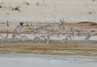 Red Knots in flight