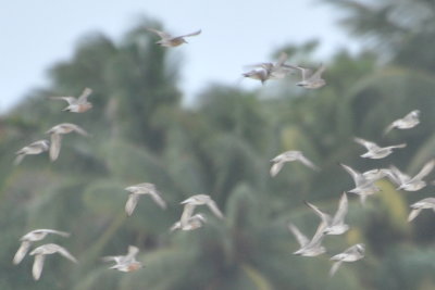 Red Knots in flight