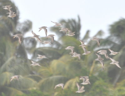 Red Knots