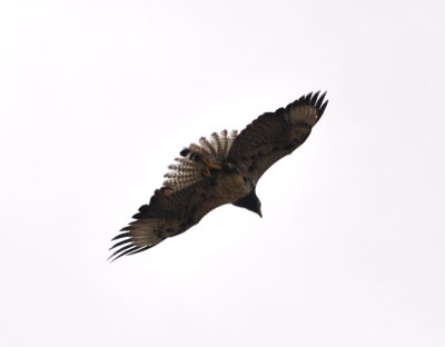 Juvenile Cuban Black Hawk chasing around with the adult Cuban Black Hawk
Per Bill D: Birds tend to molt their body feathers from the head backward, and the head and neck have the black feathers molted in. Tail has one new striped feather.