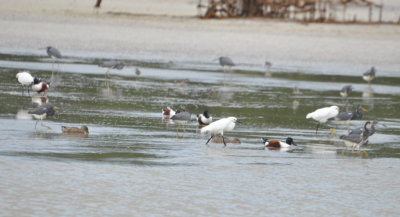 Shovelers, Tricolored Herons and Snowy Egrets
