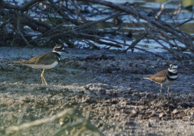 Killdeer at sewage lagoon--all the ducks flew away