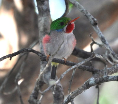 Cuban Tody at the Cave of the Wild Boar