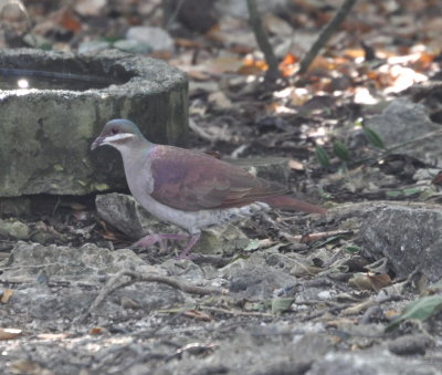 Key West Quail-Dove
at a water drip our bird guide, Paulino, had constructed
