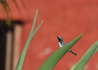 Black-throated Blue Warbler male