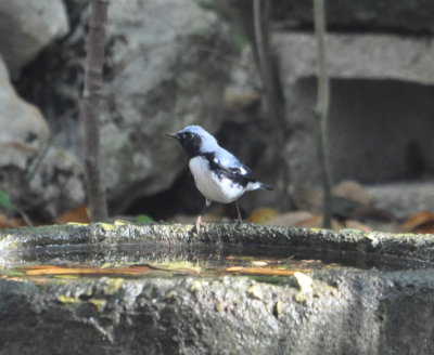 Black-throated Blue Warbler
at water drip at Wild Boar Cave