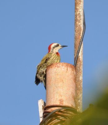Cuban Green Woodpecker
at a nest in the top of an open pipe