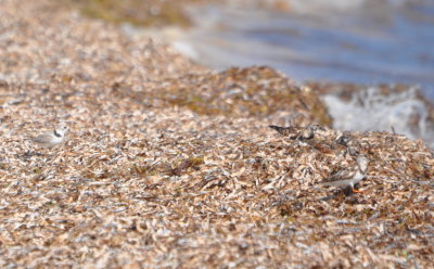 Can you see the Piping Plover and Ruddy Turnstones in this picture?