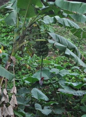 Bananas at La Granjita Hotel, Santa Clara, Cuba