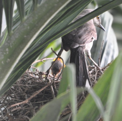 Northern Mockingbird
feeding young birds at the nest
La Granjita Hotel, Santa Clara, Cuba