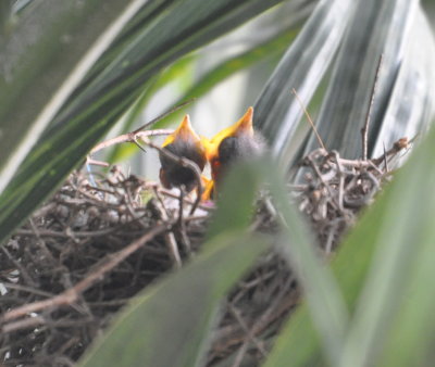 Baby Northern Mockingbirds