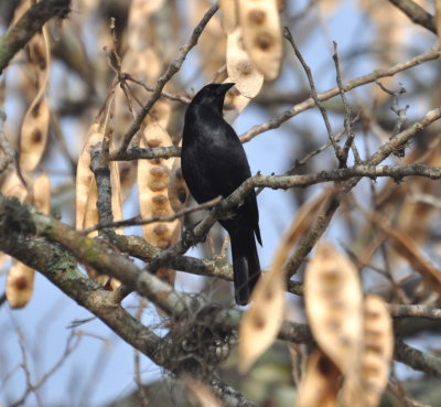 Cuban Blackbird