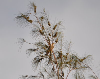 DSC_0730b.JPG