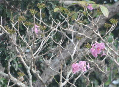 Flowering tree