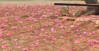 Flowers dropped from a tree
at the zoo at Finca Fiesta Campesina