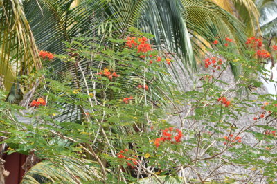 Flowering bush