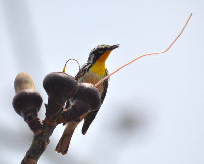 Yellow-throated Warbler male
at Finca Fiesta Campesina