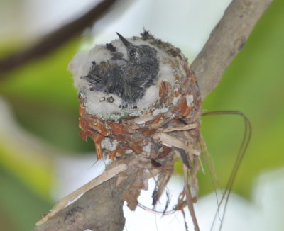 Cuban Emerald Hummingbird babies in the nest