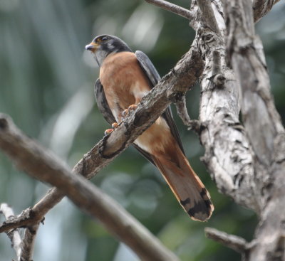 American Kestrel
Finca Fiesta Campesina
