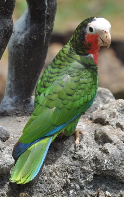 Cuban Parrot at the zoo at Finca Fiesta Campesina