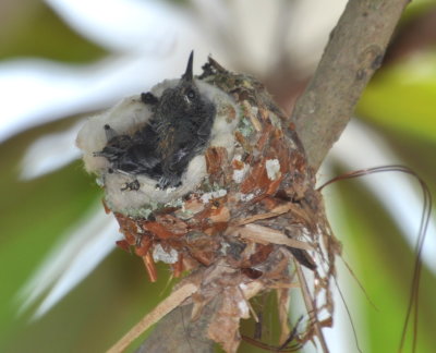 Baby Cuban Emerald Hummingbirds
