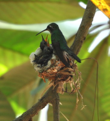 Mother Cuban Emerald Hummingbird feeding chicks
