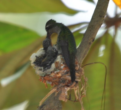 DSC_0927b.JPG