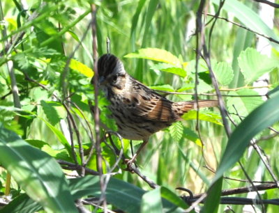 Lincoln's Sparrow
Rose Lake