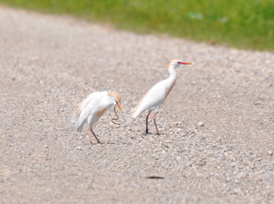 Two Cattle Egrets on Sara Road at Rose Lake
One is eating a small snake