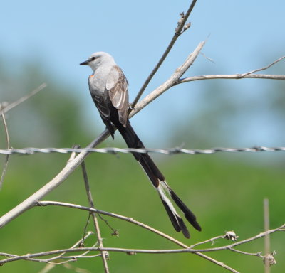 Scissor-tailed Flycatcher
Oklahoma's State Bird