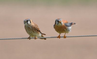 A pair of American Kestrels
on a wire along NW 63rd west of Morgan Road