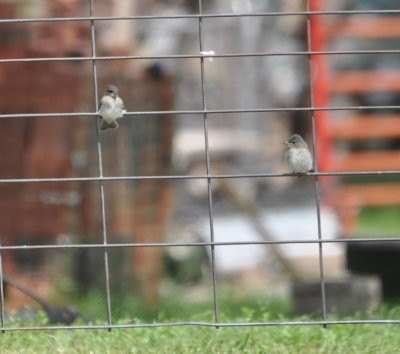 Two Eastern Phoebes
in a yard along Sara Road