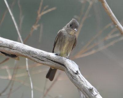 Olive-sided Flycatcher
at a city park on the way to Point Loma, CA
After renting a car, we drove toward Point Loma.