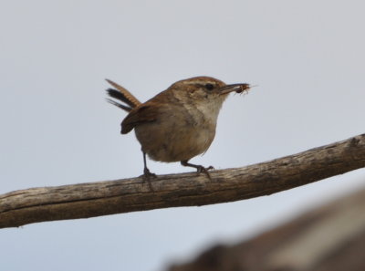 This Bewick's Wren had caught itself a snack.
At the city park or Point Loma (we saw several).