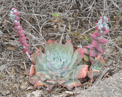 This sedum looked like a crab with claws up.