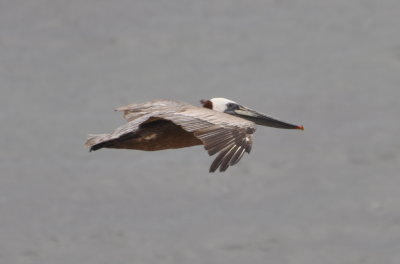 Brown Pelican flying along the Pacific coast