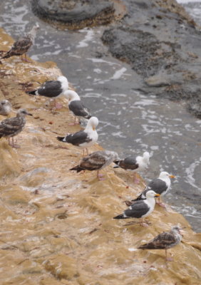 California Gulls along the shore