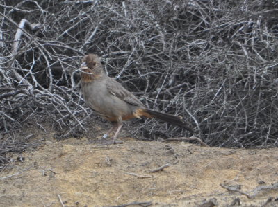 California Towhee