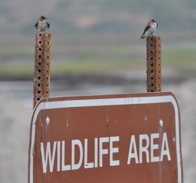 A pair of Northern Rough-winged Swallows on a Wildlife Area sign