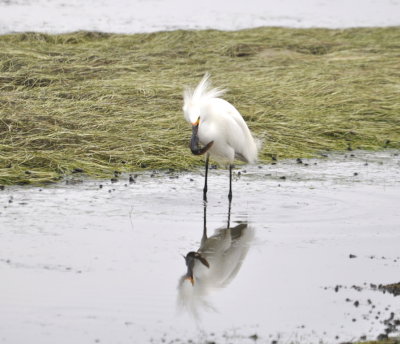 Snowy Egret with what looked to be a large catfish; he did manage to swallow it.