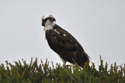 When we went back to the car, this Osprey patroling the water near the parking lot.