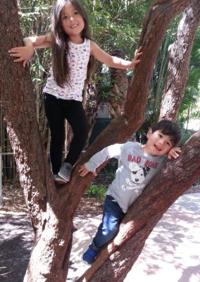 Devon and Zeke climbing a tree at the San Diego Zoo.