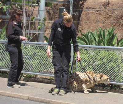 On Monday, we went to the San Diego Zoo and one of the first things we saw was these two women walking a cheetah through the park. They explained that each cheetah has a dog as a companion.