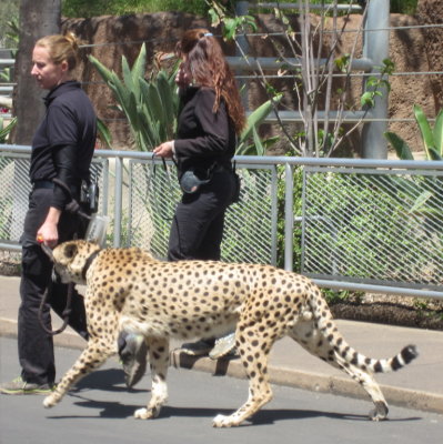 A cheetah on the prowl at the San Diego Zoo.
