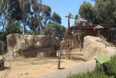 Next we found the giraffes.