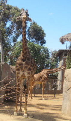 Then on to more giraffes.