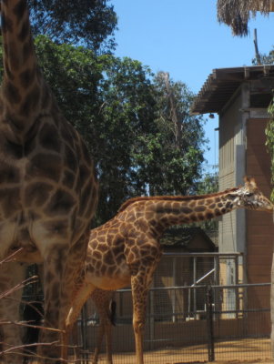Giraffes at the San Diego Zoo