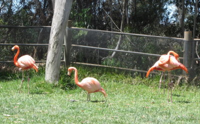 Grandma and Grandpa had seen some of these big pink birds in Cuba.