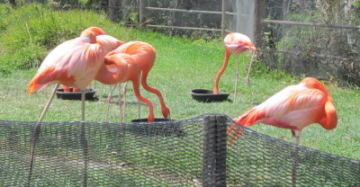 They are flamingos.